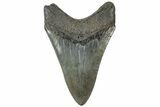 Serrated, Fossil Megalodon Tooth - South Carolina #310426-1